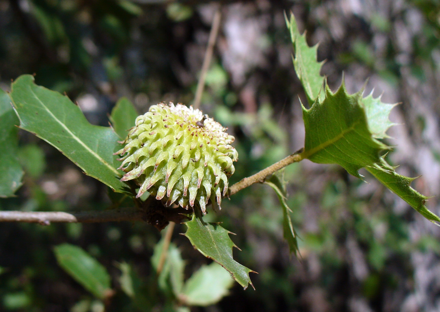 Image of Quercus calliprinos specimen.