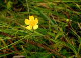 Ranunculus acris