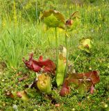 Sarracenia purpurea