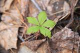 Trollius asiaticus