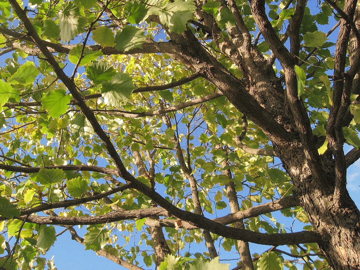 Изображение особи Corylus colurna.