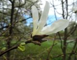 Magnolia salicifolia. Верхушка побега с цветком. Латвия, Рига, Ботанический сад Латвийского университета, экспозиция магнолий (участок 1). 05.05.2015.