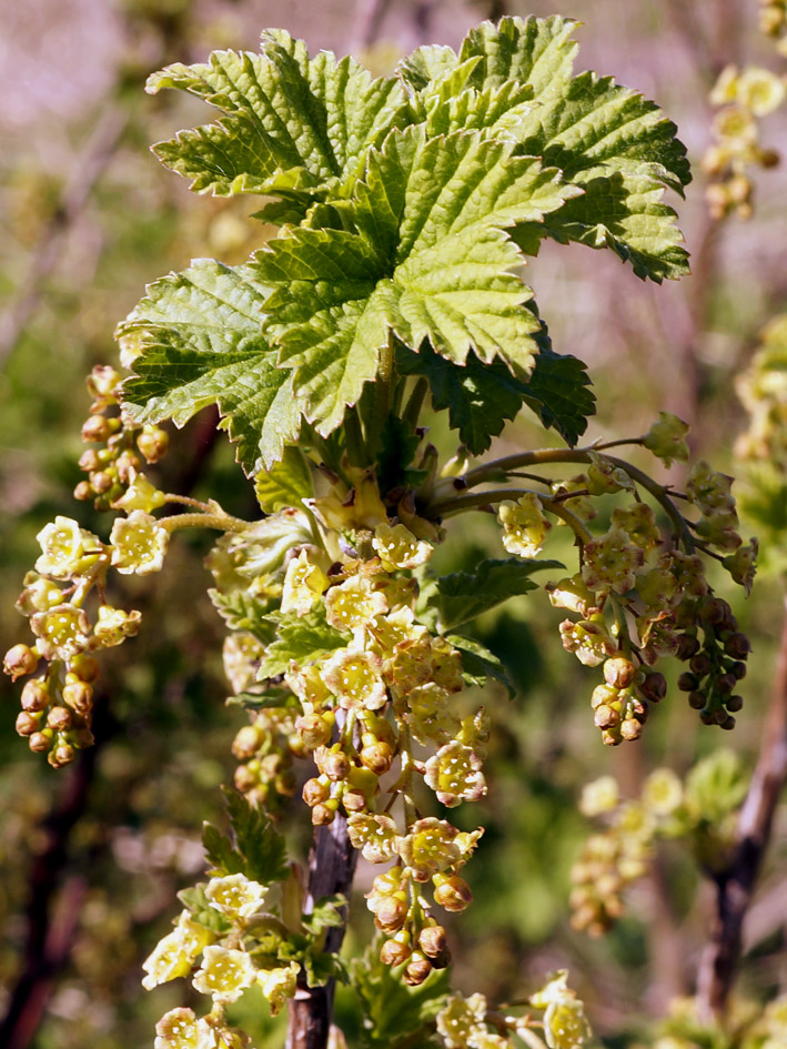 Изображение особи Ribes spicatum.