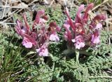 Pedicularis alatauica