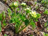 Anemonastrum sibiricum. Цветущее растения. Камчатский край, Елизовский р-н, природный парк \"Вулканы Камчатки\", кордон Авачинский перевал, 960 м н.у.м., в кустарниковой заросли по склону. 22.06.2016.