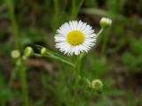 Erigeron annuus. Соцветие-корзинка. Приморье, Находкинский городской округ, окр. пос. Авангард, поляна у пруда. 04.07.2016.