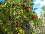 Cornus mas