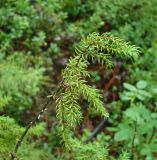 Juniperus communis