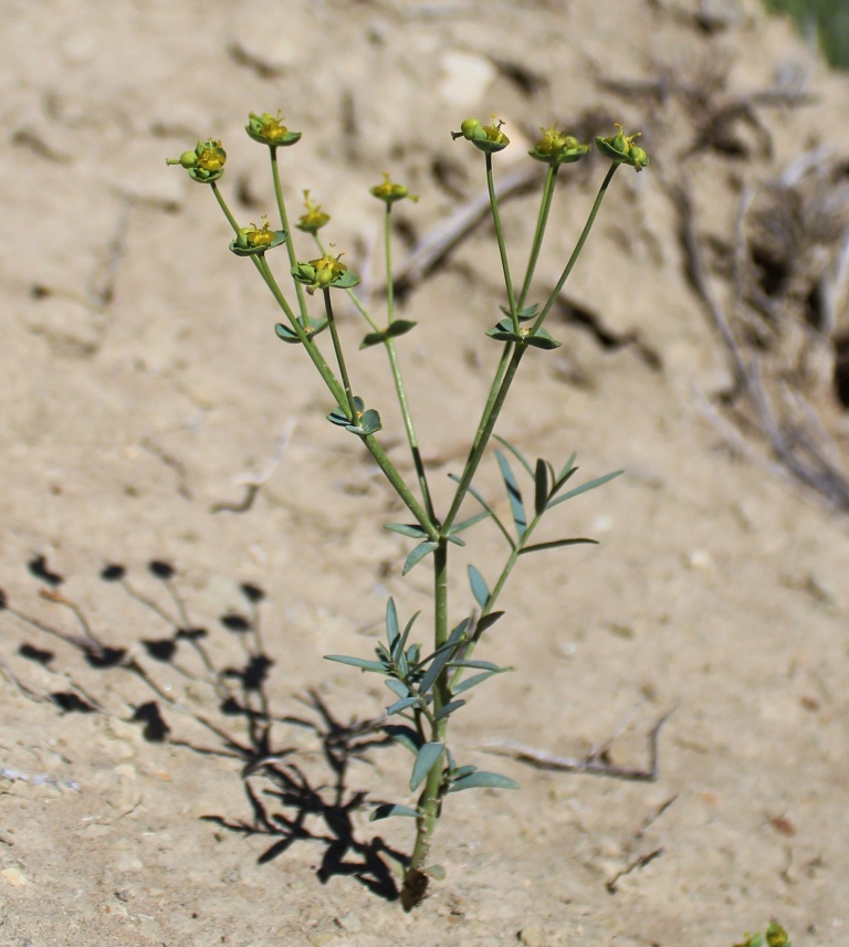 Image of Euphorbia oidorhiza specimen.