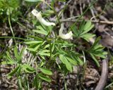 Corydalis angustifolia