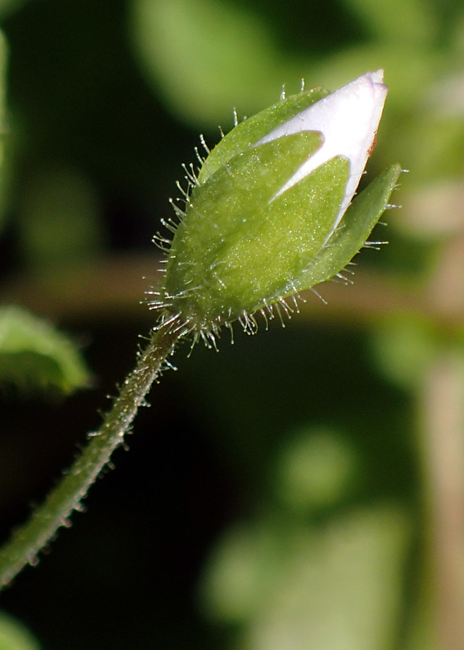 Изображение особи Veronica filiformis.