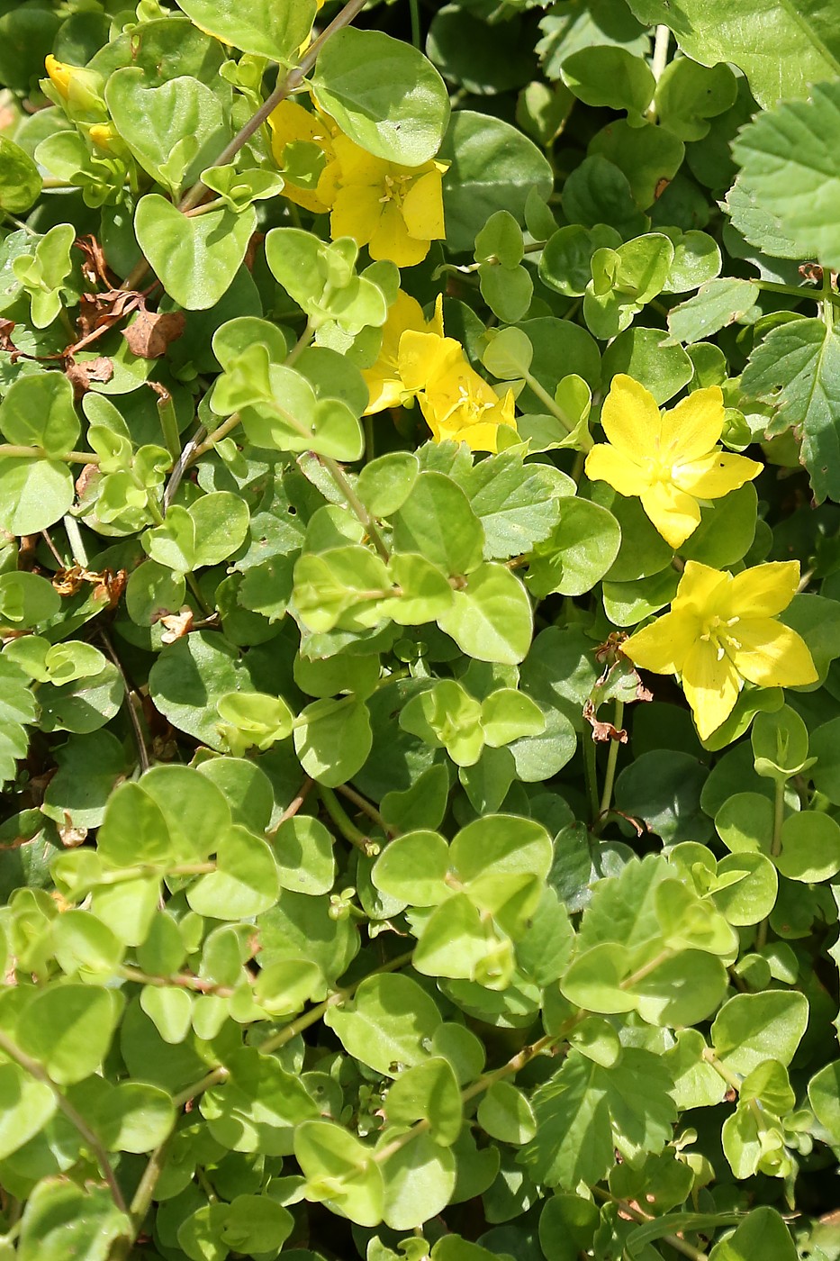 Изображение особи Lysimachia nummularia.