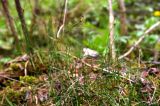 Equisetum scirpoides