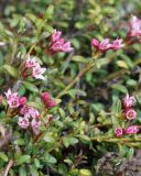 Loiseleuria procumbens. Верхушки цветущих побегов. Якутия, Нерюнгринский р-н, окр. перевала Тит. 22.06.2016.