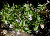 Epilobium anagallidifolium. Верхушки цветущих и плодоносящих растений. Камчатский край, Елизовский р-н, окр. Мутновской геотермальной электростанции, около горячих источников. 30.08.2016.