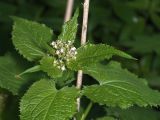 Lunaria rediviva. Верхушка побега с соцветием в бутонах. Ленинградская обл., Ломоносовский р-н, дер. Гостилицы, парк, неморально-снытевое сообщество под пологом широколиственного древостоя. 20.05.2018.