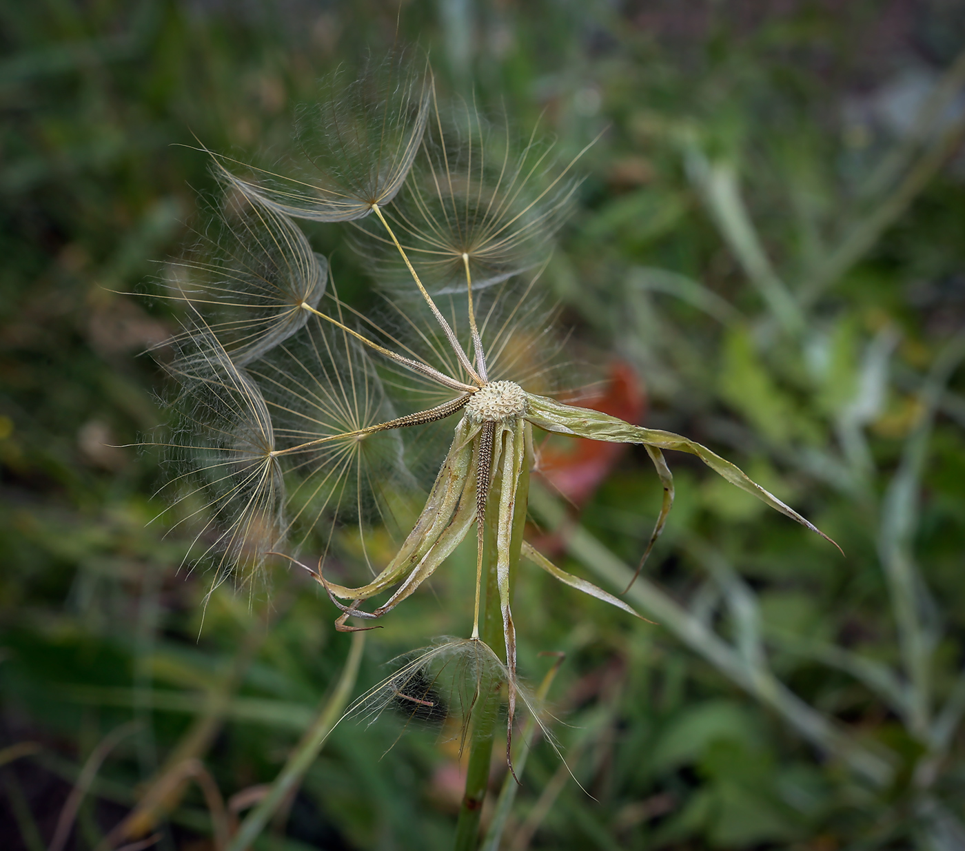 Изображение особи род Tragopogon.