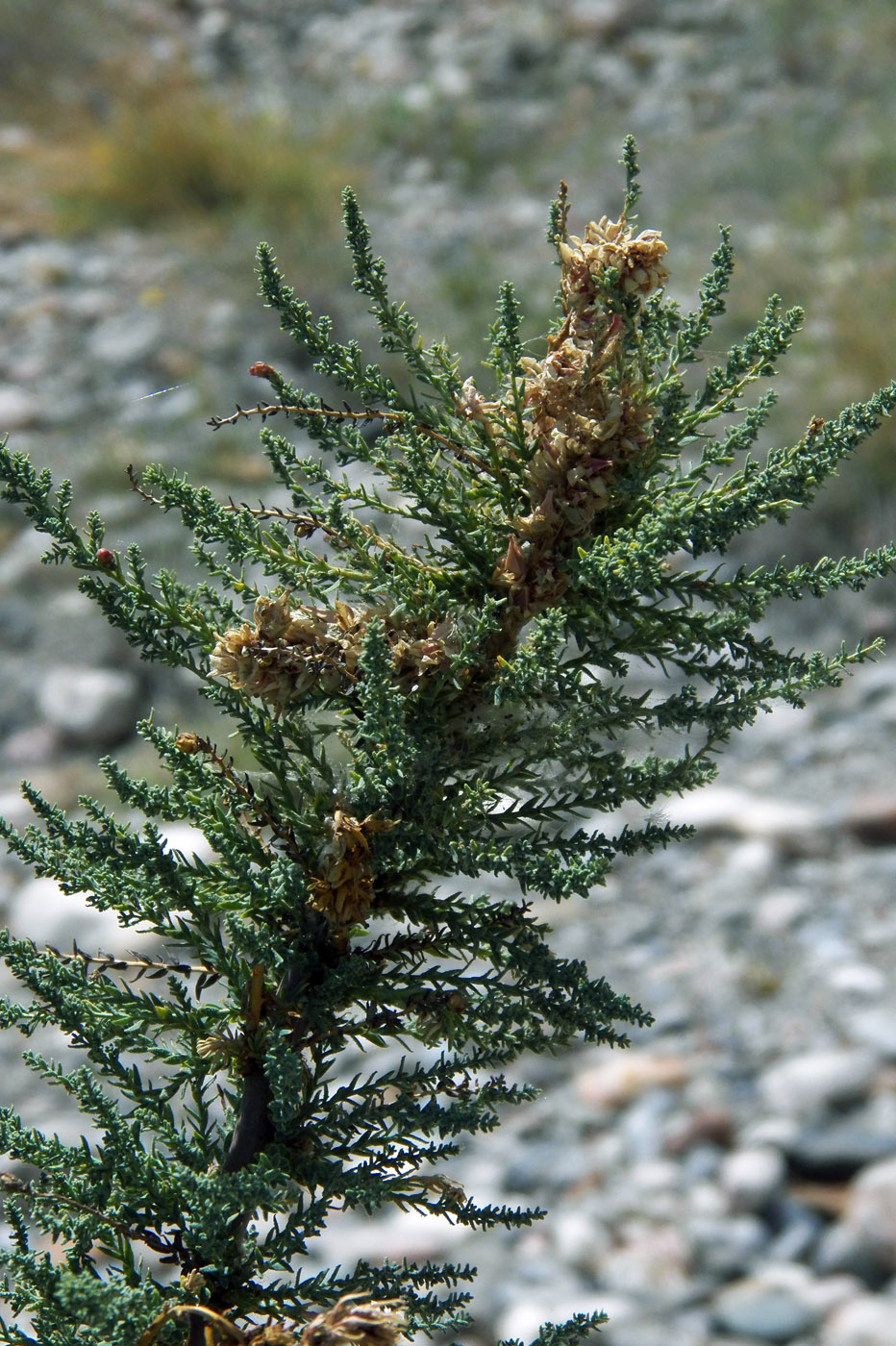 Image of Myricaria squamosa specimen.