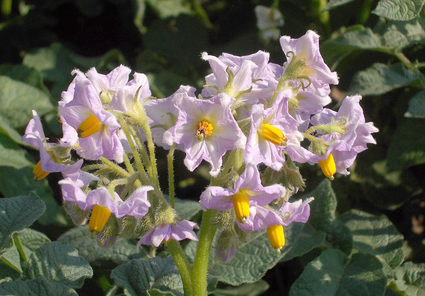 Изображение особи Solanum tuberosum.