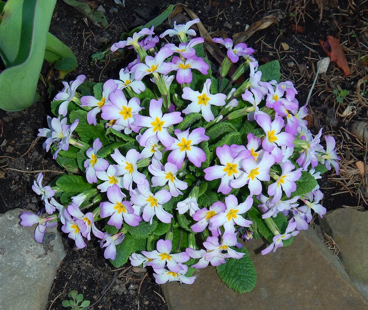 Изображение растения род Primula.