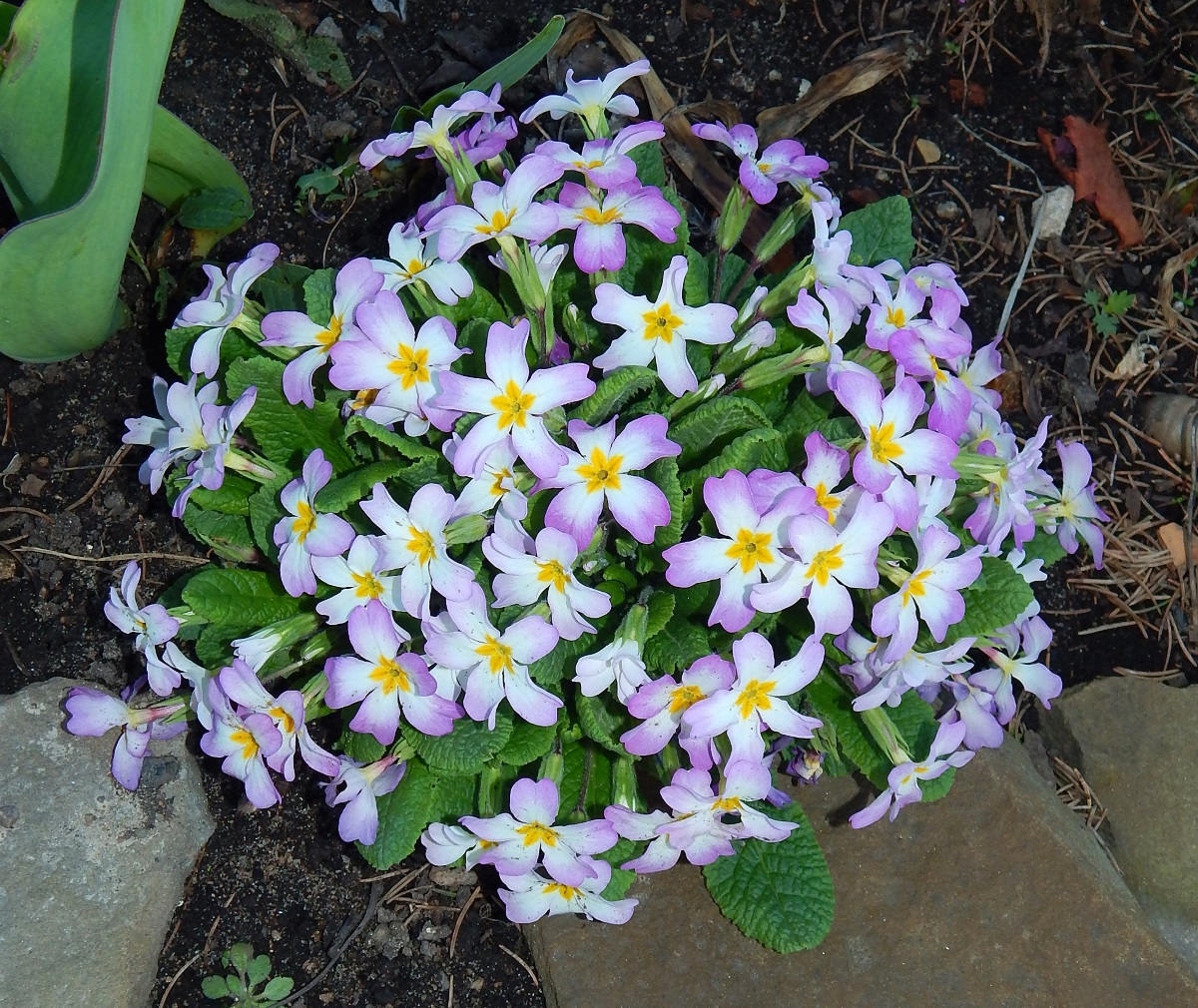 Изображение особи Primula vulgaris.