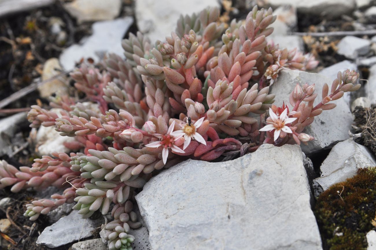 Изображение особи Sedum hispanicum.