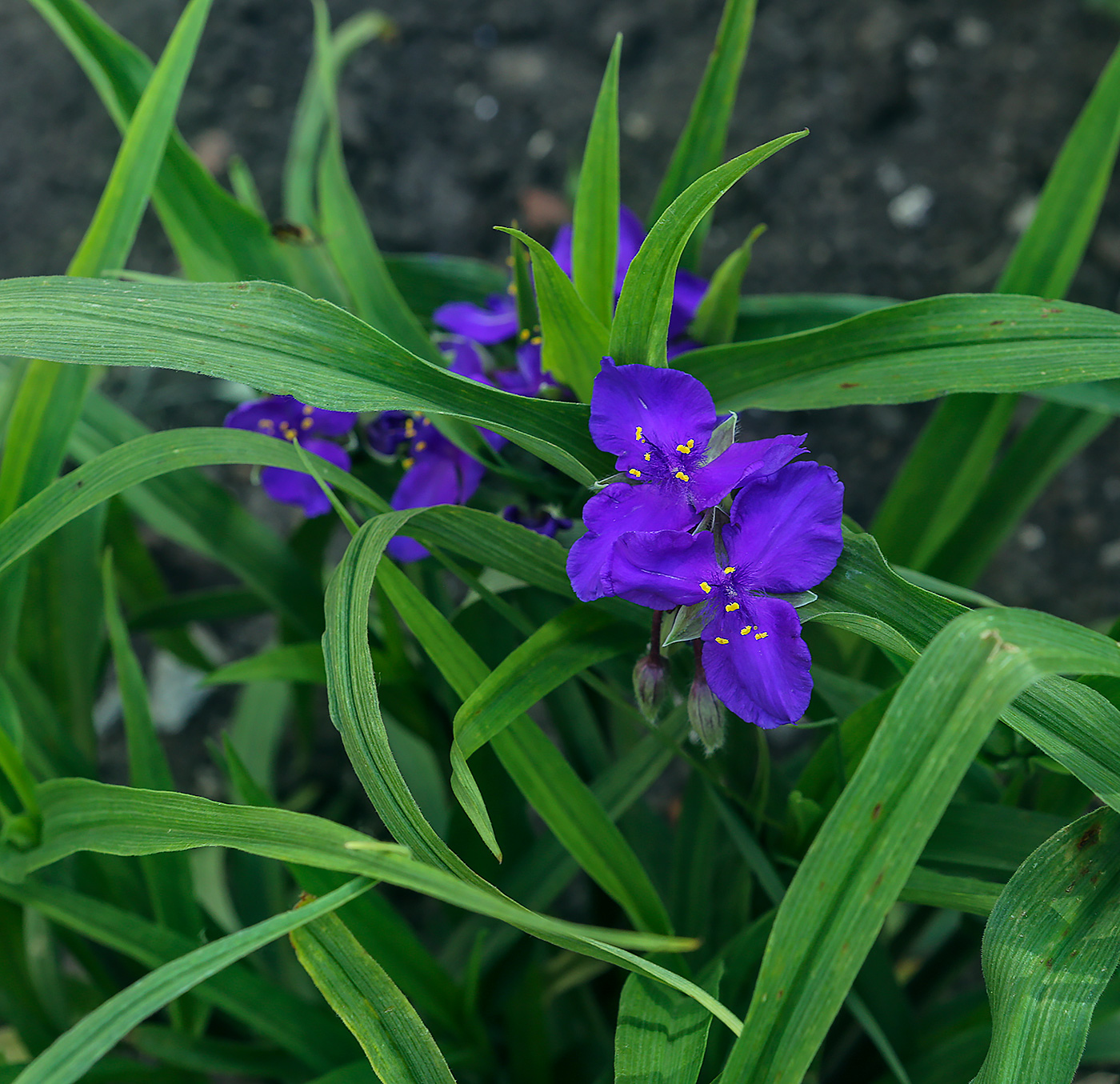 Изображение особи Tradescantia virginiana.