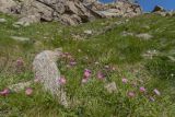 Erigeron venustus