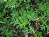 Lotus corniculatus