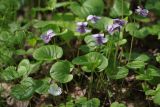 Viola × ruprechtiana. Цветущие растения в сообществе с Oxalis acetosella и Equisetum sylvaticum. Санкт-Петербург, Пушкинский р-н, Павловский парк, р-н \"Большой звезды\", вдоль дорожки. 16.05.2019.