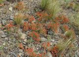 Ephedra distachya