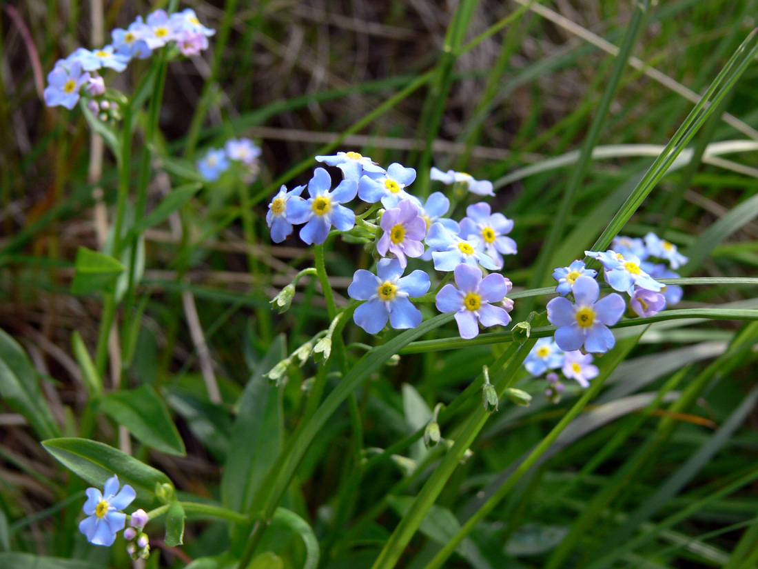 Изображение особи Myosotis palustris.