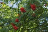 Sorbus aucuparia