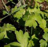 Geranium × cantabrigiense. Бутонизирующее соцветие и листья. Тверская обл., Весьегонск, в культуре; происхождение -Тверская обл., Весьегонский р-н, окр. дер. Шарицы, сосновый лес, свалка мусора. 8 июня 2020 г.