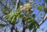 Sorbus domestica. Верхушка побега с соцветием. Испания, автономное сообщество Каталония, провинция Жирона, комарка Баш Эмпорда, муниципалитет Калонже, рудеральное местообитание. 12.04.2021.