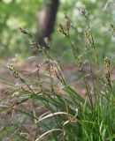 Carex rhizina