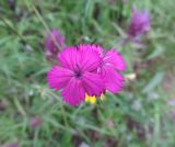 Dianthus capitatus