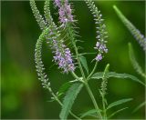 Veronica longifolia