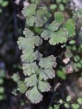 Adiantum capillus-veneris