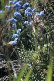 Myosotis asiatica