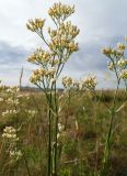 Eremogone longifolia