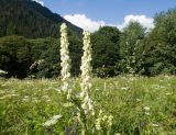 Aconitum orientale. Верхушка цветущего растения. Карачаево-Черкесия, Урупский р-н, Кавказский биосферный заповедник, Имеретинское ущелье, ≈ 1900 м н.у.м., субальпийский луг. 30.07.2022.