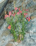 Antirrhinum majus. Цветущее растение. Крым, г. Алушта, в трещине подпорной стенки. Июль 2022 г.
