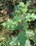 Populus × berolinensis