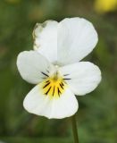 Viola tricolor ssp. alpestris