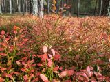 Vaccinium myrtillus