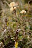 семейство Asteraceae