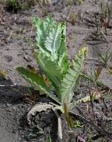 Onopordum acanthium. Вегетирующее растение. Дагестан, Магарамкентский р-н, окр. с. Приморский, песчаный пляж. 05.05.2022.