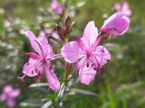 Chamaenerion colchicum