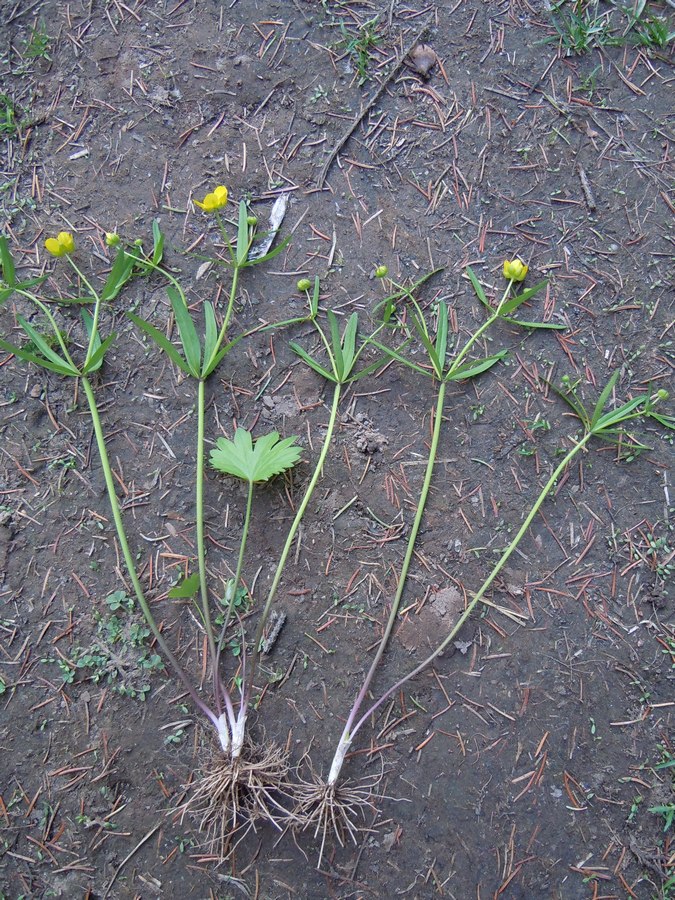 Изображение особи Ranunculus monophyllus.
